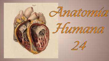 anatomiahumana24.milaulas.com